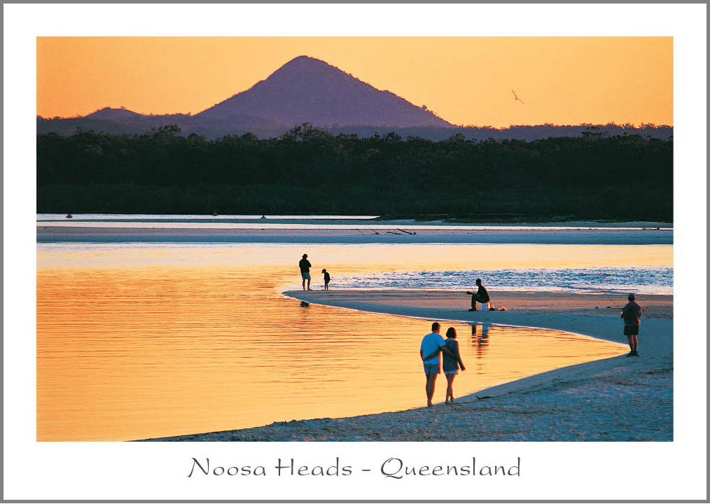Noosa River Banksia Images Q109 postcard
